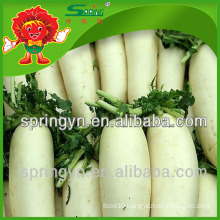Buy cheap radish, golden supplier of Chinese white radish